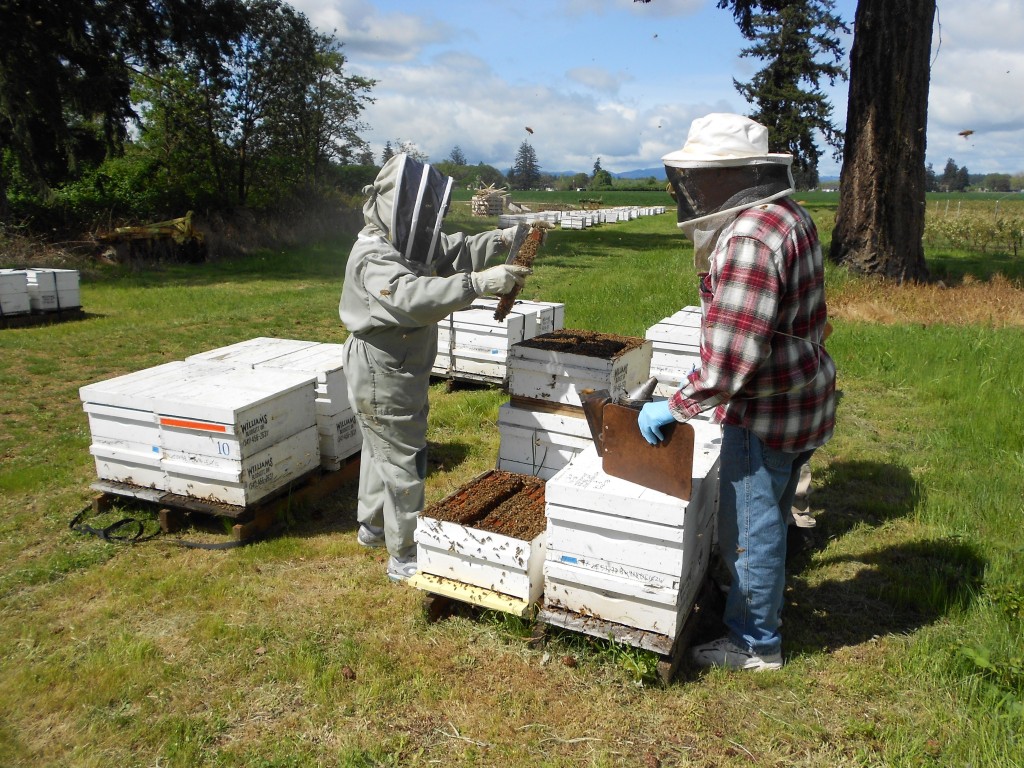 Examing For Possible Bee Kill This Is Healthy Colony Southern Oregon Beekeepers Association