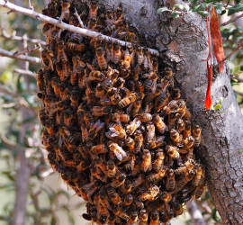 Home - Southern Oregon Beekeepers Association